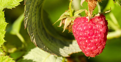 Autocueillette de petits fruits