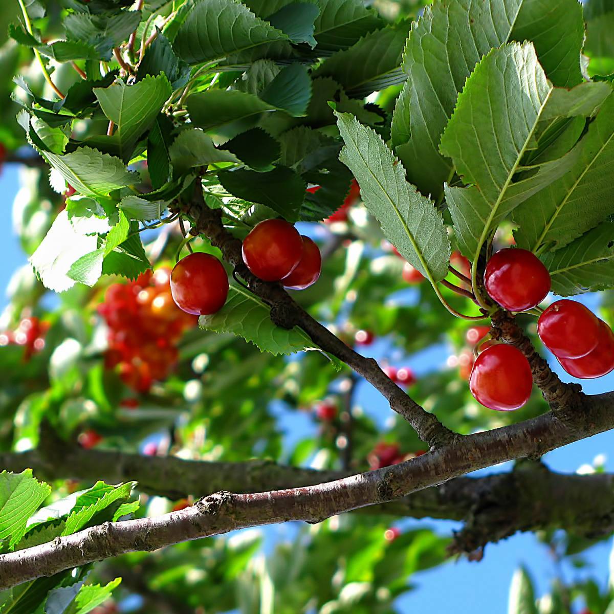 sour cherries